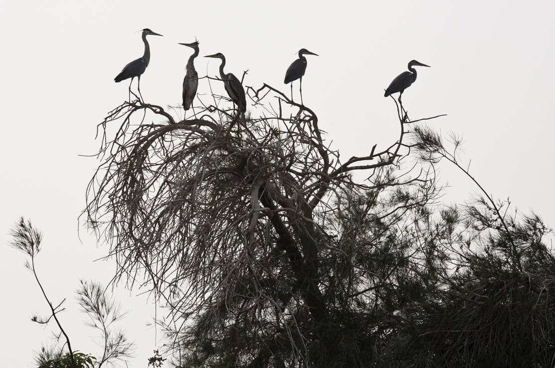 Herons by the Nile