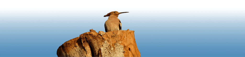 Hoopoe, Egypt, Ancient World Tours