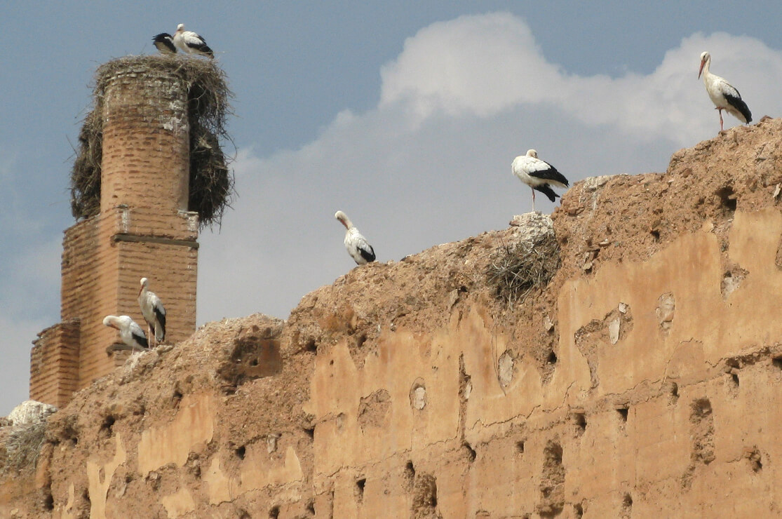 Storks, el Badi Palace