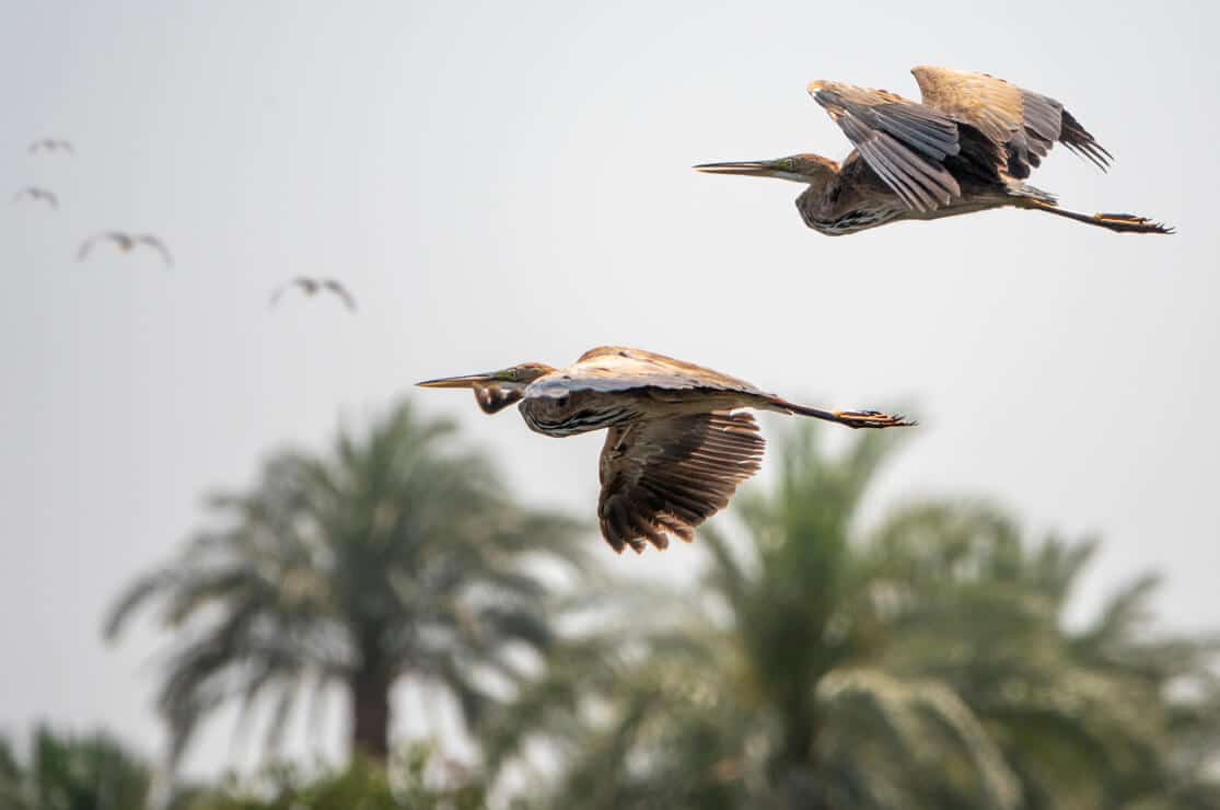 Blue Herons