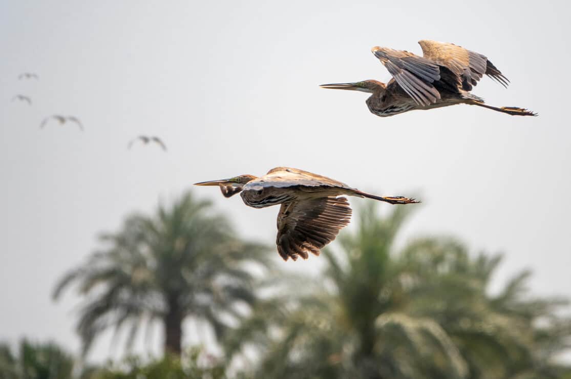 Purple Herons